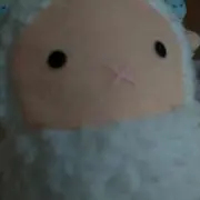 ヒツジの画像