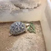 ユッケ
