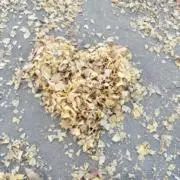 りぽの画像
