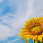 ひまわり（プロフ確認）の画像
