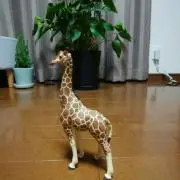 teryの画像