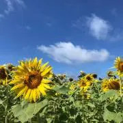 めるいち