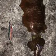 エギンガーZの画像