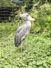 ミモザの画像