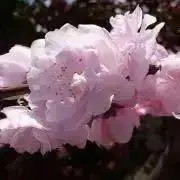 ☆CANDY☆の画像