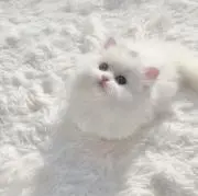 ruru_の画像