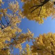 Kina Chanの画像