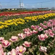 kana