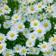 断捨離中⭐︎m.SHOP＊＊の画像