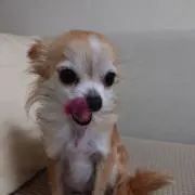 チャチャ888の画像