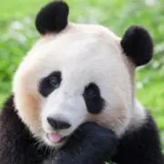 ぱんだ