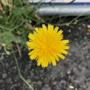 ちいかわ！の画像