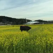 だんしゃりの画像