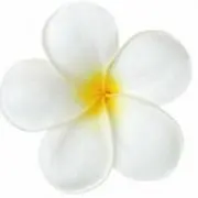 plumeria　プルメリアの画像