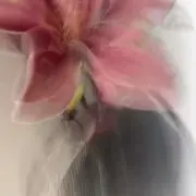 ネコの画像