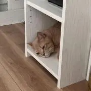 あさひの画像