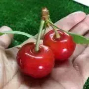 ケンケンママの画像