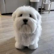 nakoの画像