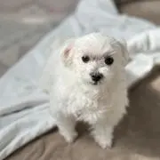 まー。【まとめ買い割引いたします！】の画像