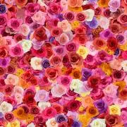 Royal-rose