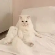 nanaの画像