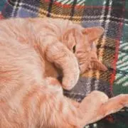 ちくわの画像