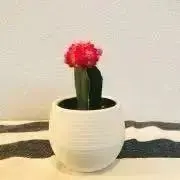 ペッコの画像