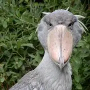 ハシビロコウの画像