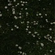ℳ.
