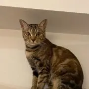 SATOの画像