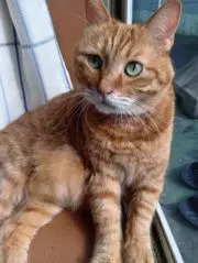 ねこまる＊まとめ買いお値引きあり＊の画像