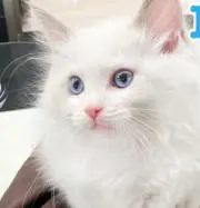ぬーこ❁⃘プロフ必読の画像