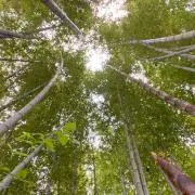 ゆめ