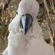 Kibatanの画像
