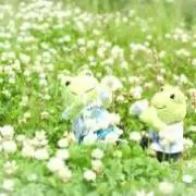Saaの画像