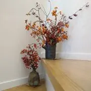 ぴーちゃんの画像