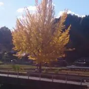 みさるの画像