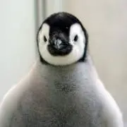 スノーマンの画像