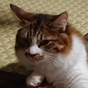 こたろうにゃんの画像