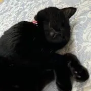 すーーの画像