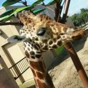 ranの画像