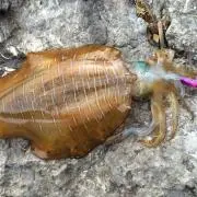 おおじろぅの画像