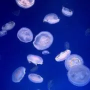 海月の画像