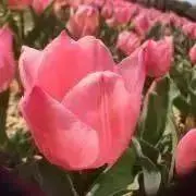 ぴの画像