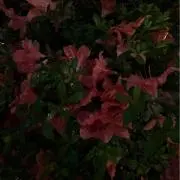 #の画像
