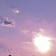 すみれの画像
