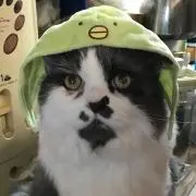 リッチの画像