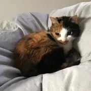めいみーの画像
