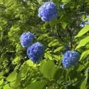 NGBZHの画像