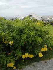 akisukeの画像